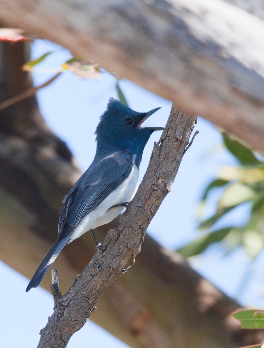 Leaden Flycatcher - ML627331366