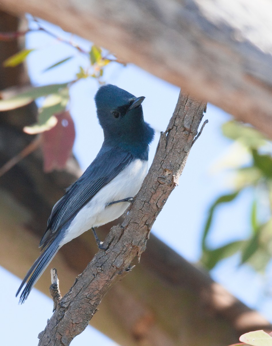 Leaden Flycatcher - ML627331367