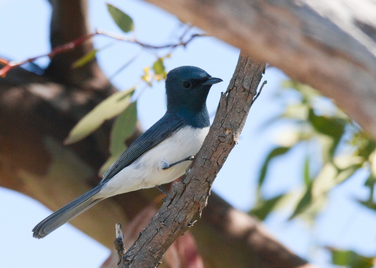 Leaden Flycatcher - ML627331368