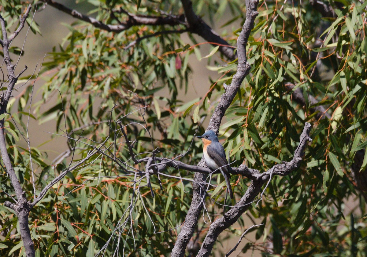 Leaden Flycatcher - ML627331421