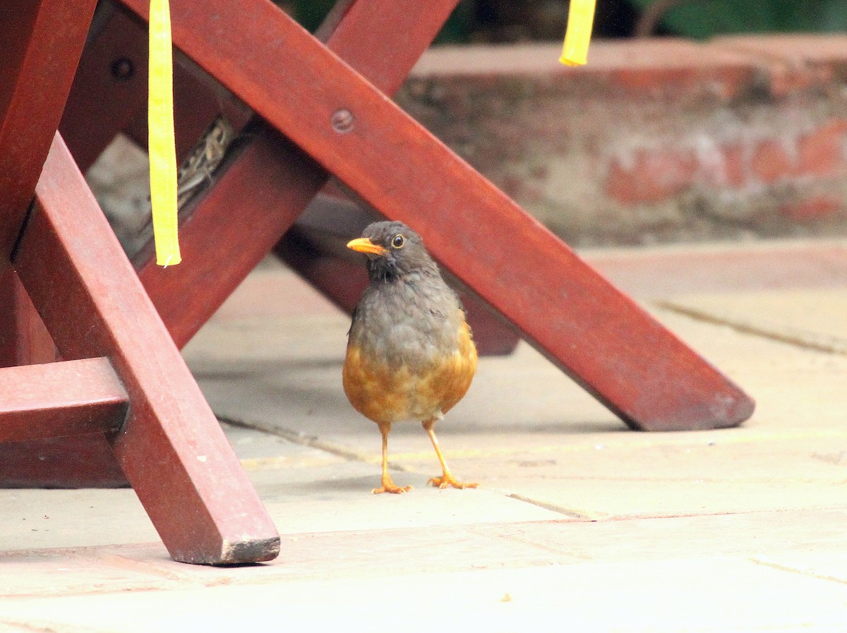 Abyssinian Thrush - ML627331425