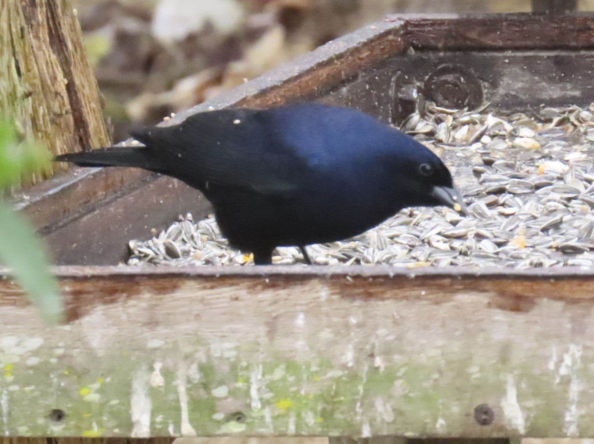Shiny Cowbird - ML627331467
