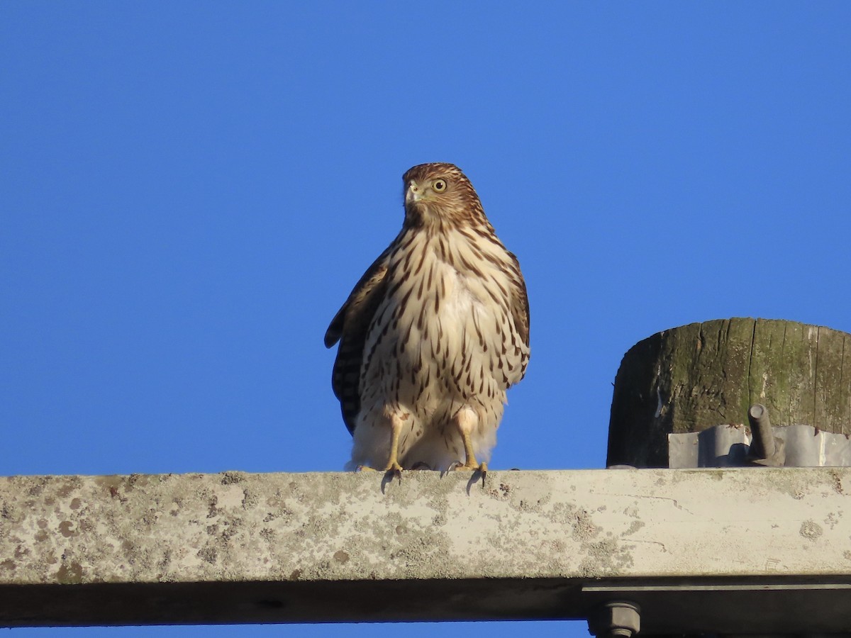 Cooper's Hawk - ML627331769