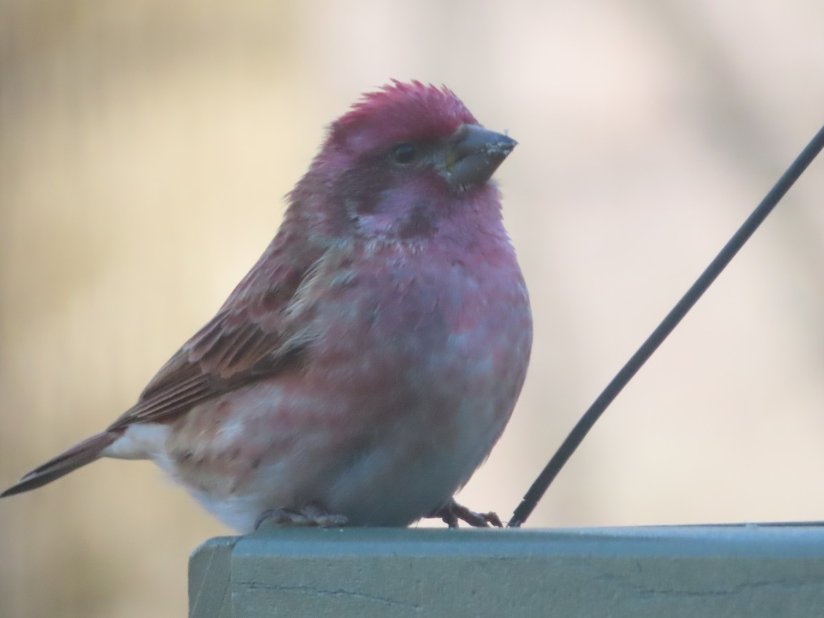 Purple Finch - ML627331859