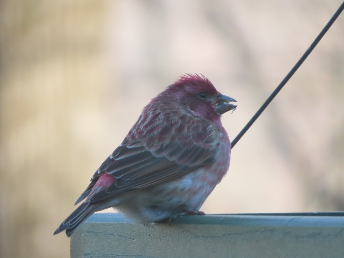 Purple Finch - ML627331860