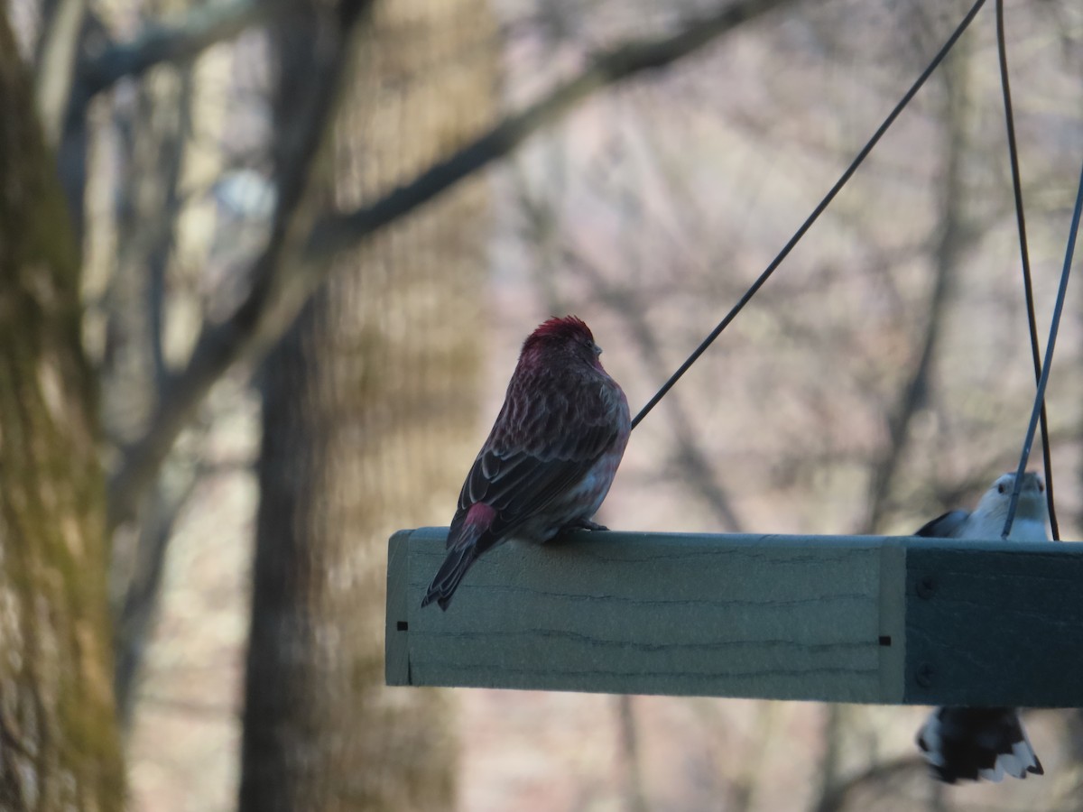 Purple Finch - ML627331861