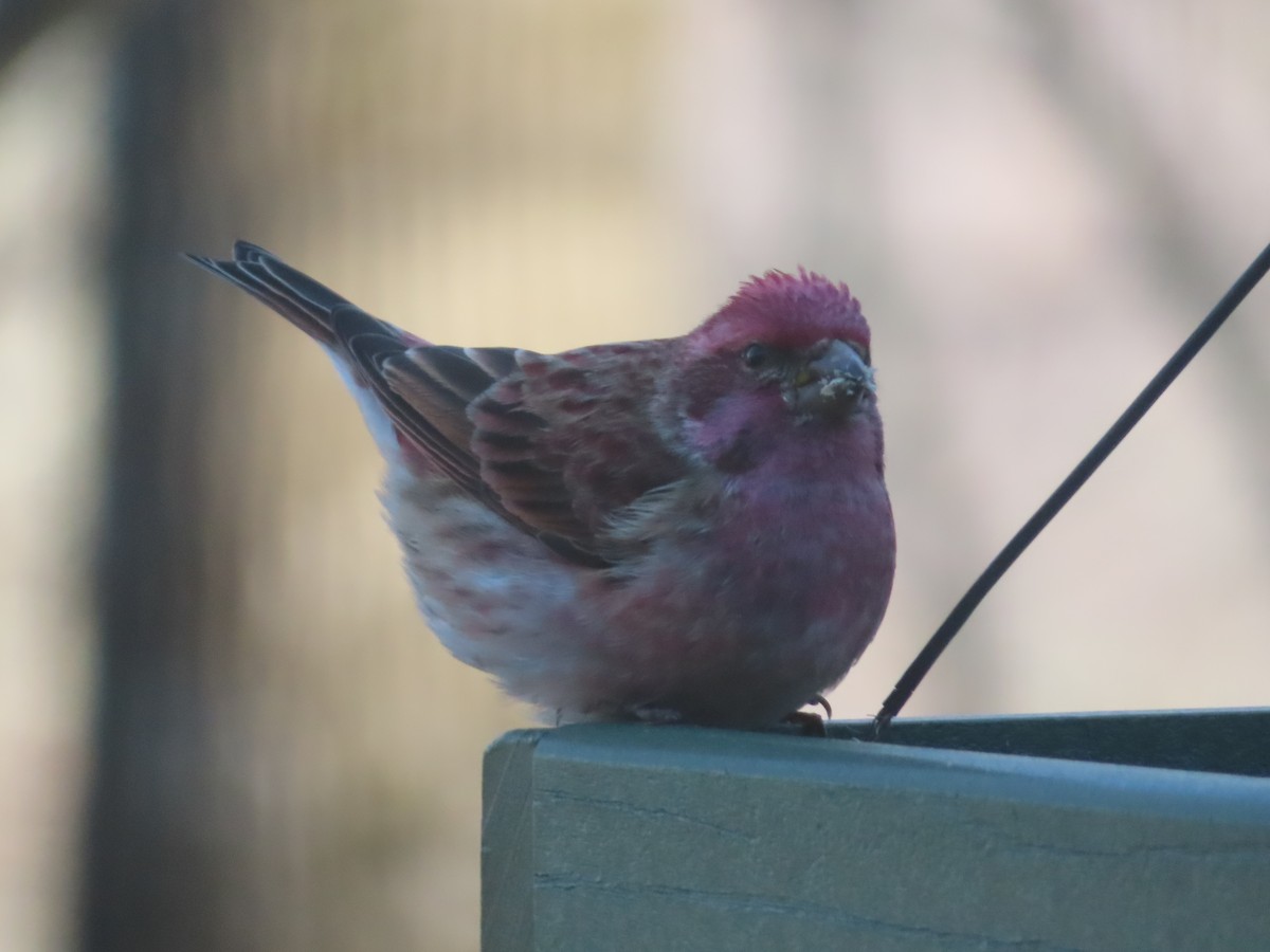 Purple Finch - ML627331862