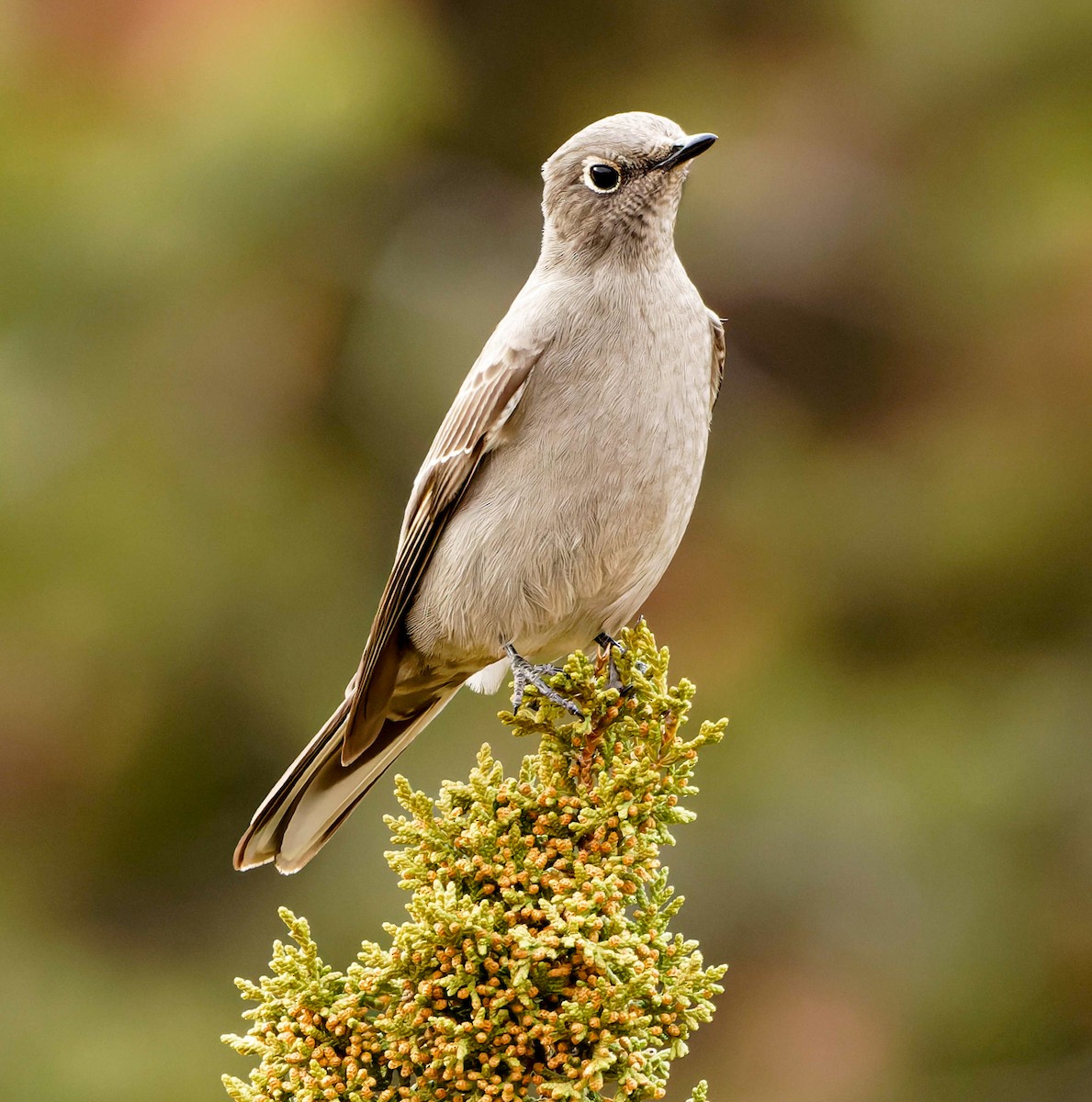 Townsend's Solitaire - ML627331892