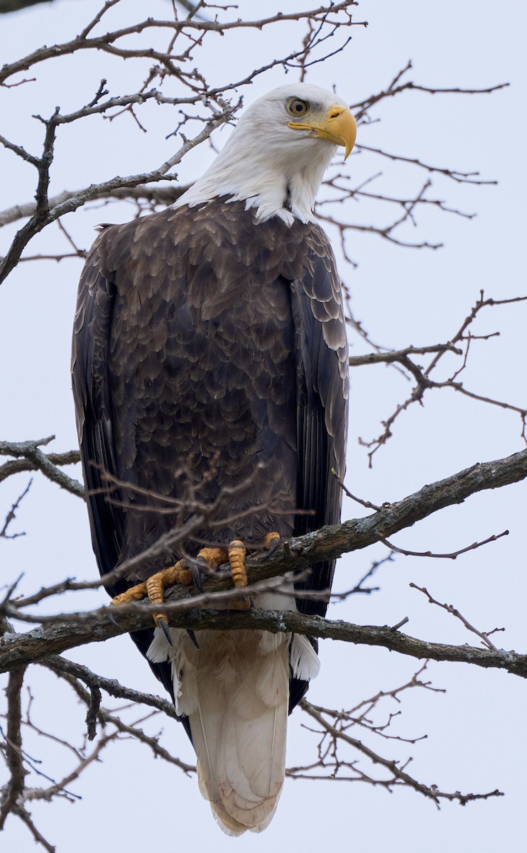 Bald Eagle - ML627331944