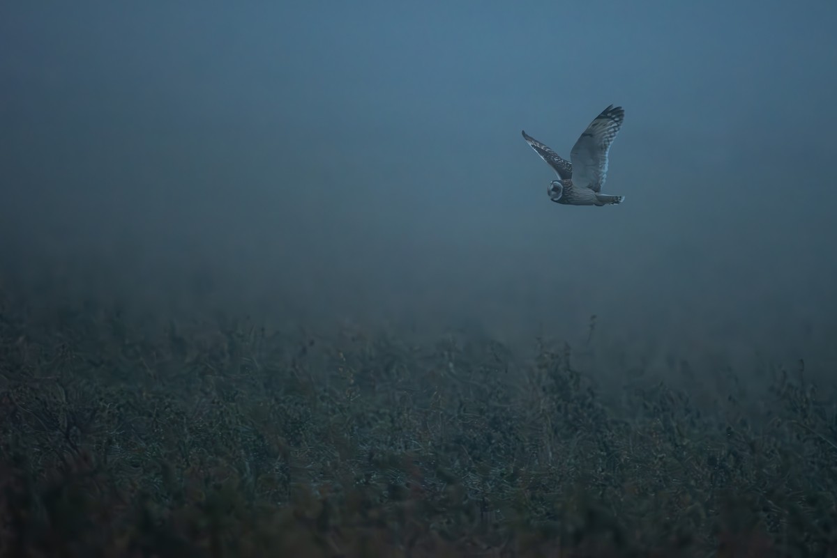 Short-eared Owl - Karen Lee Lewis
