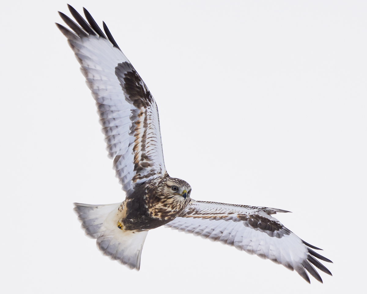 毛足鵟 - ML627332129