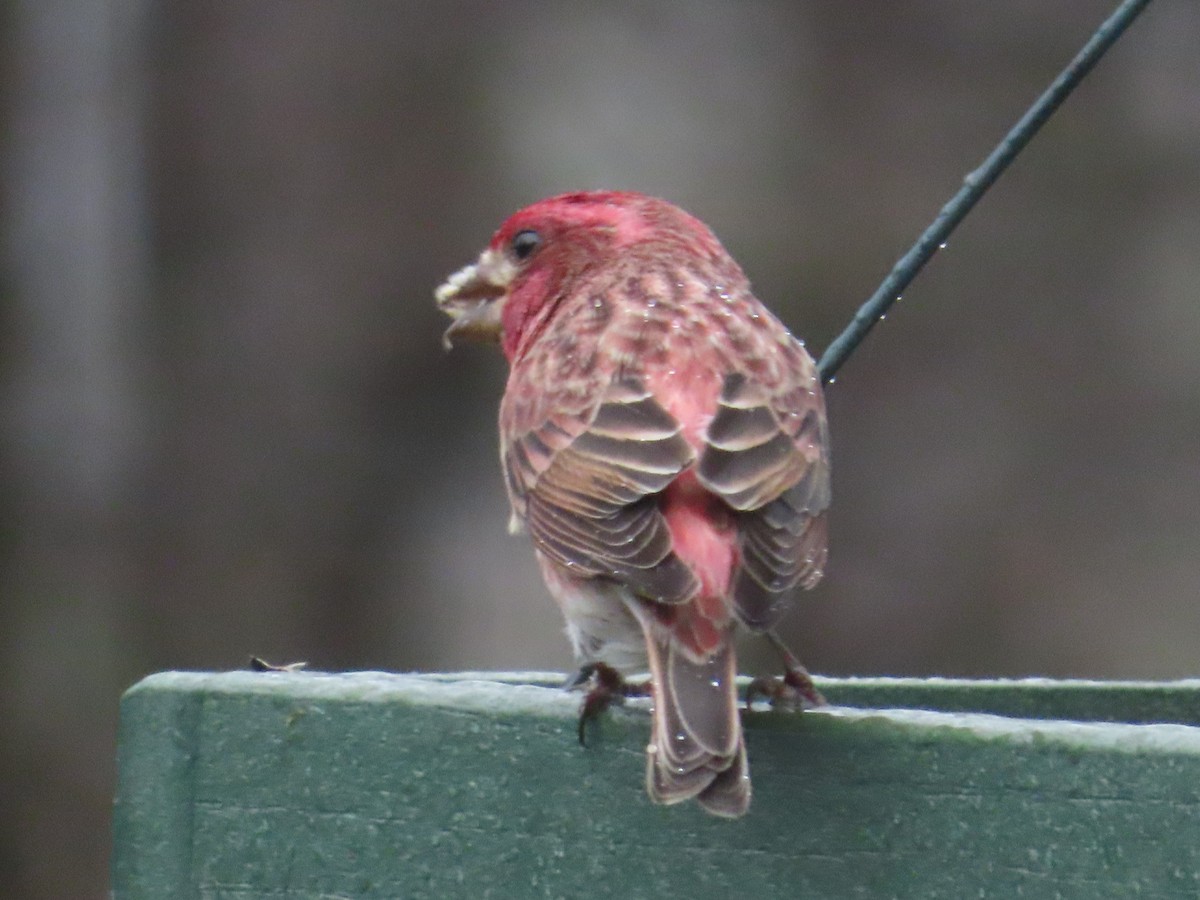 Purple Finch - ML627332153