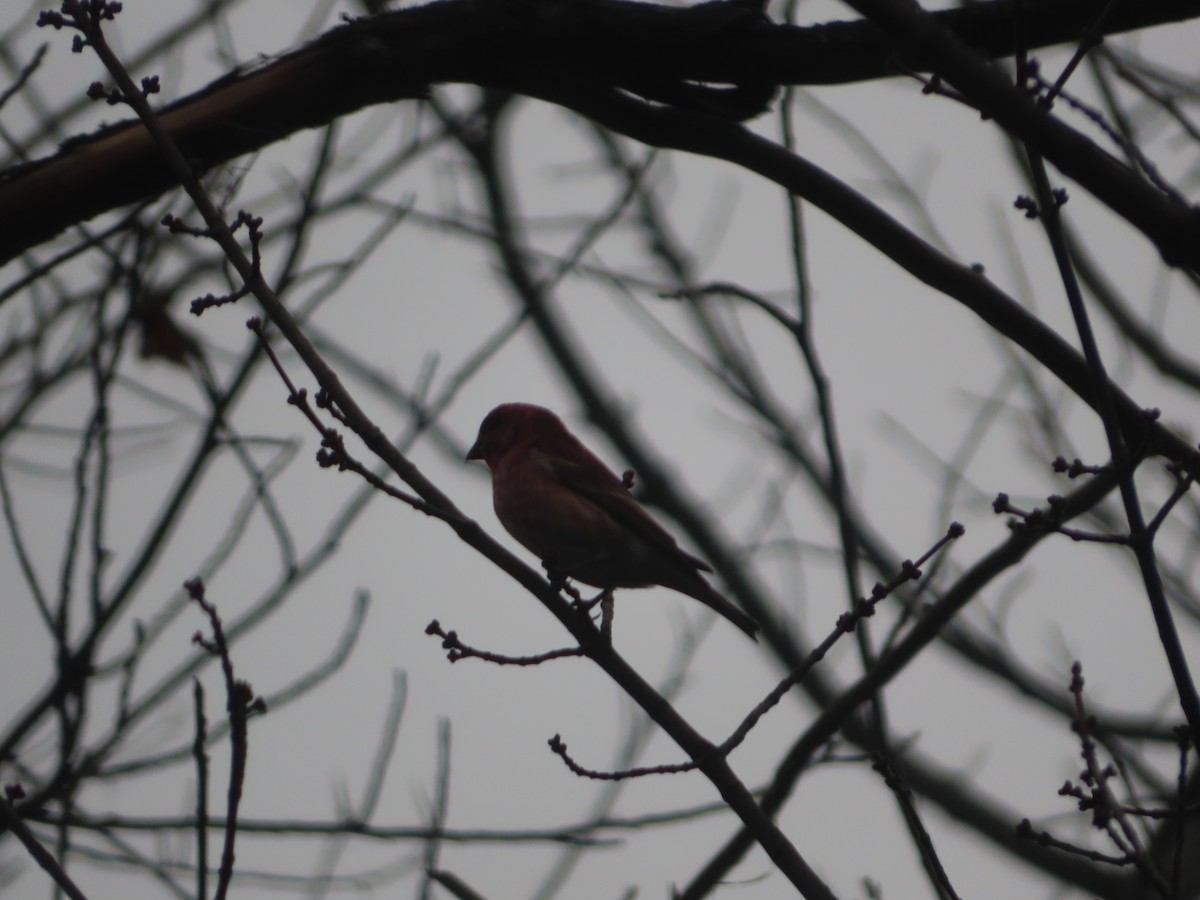 Purple Finch - ML627332154