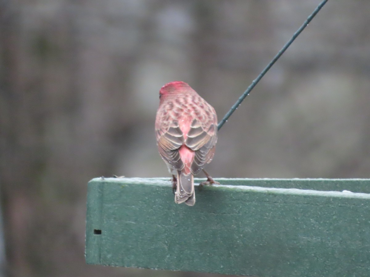Purple Finch - ML627332155