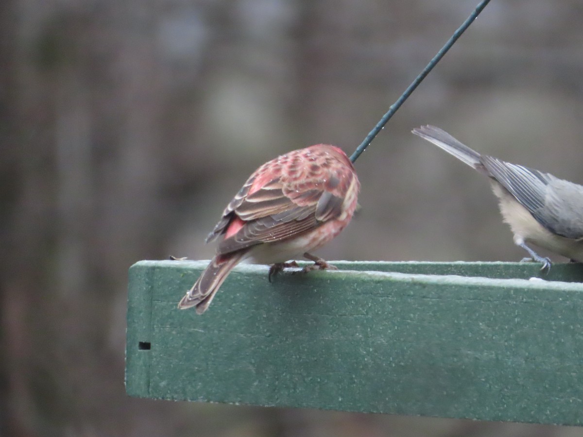 Purple Finch - ML627332156