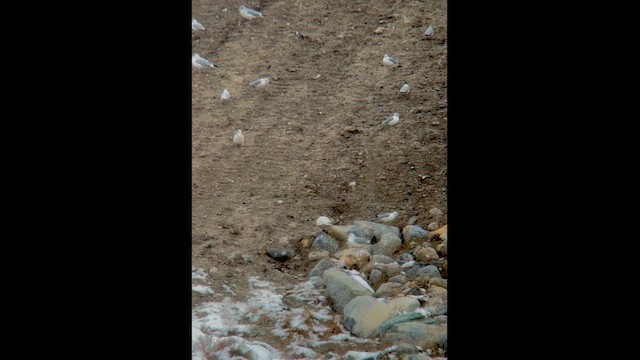 Glaucous Gull - ML627332220