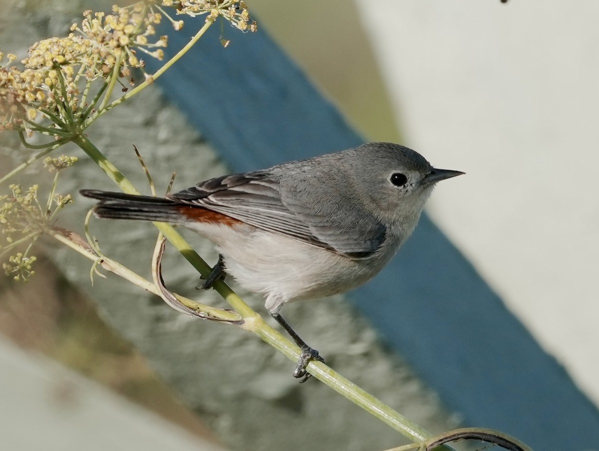 mesquiteparula - ML627332305