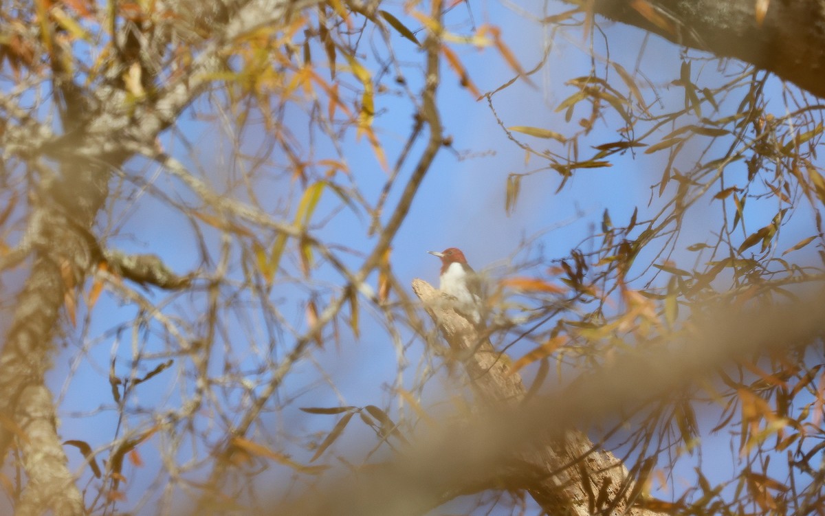 Red-headed Woodpecker - ML627332599