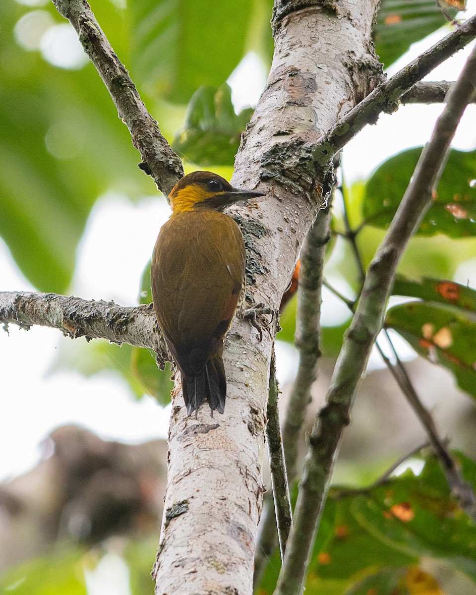 Lita Woodpecker - ML627332831