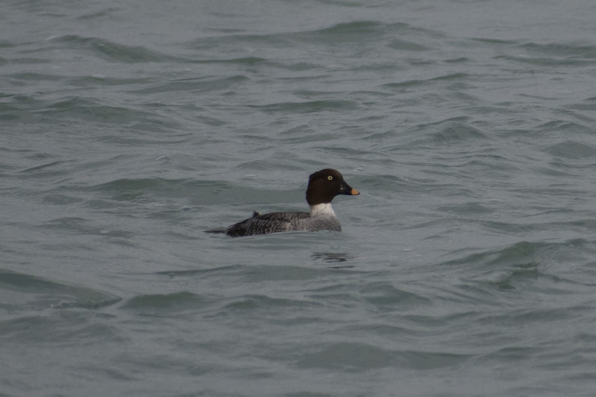 鵲鴨 - ML627332840