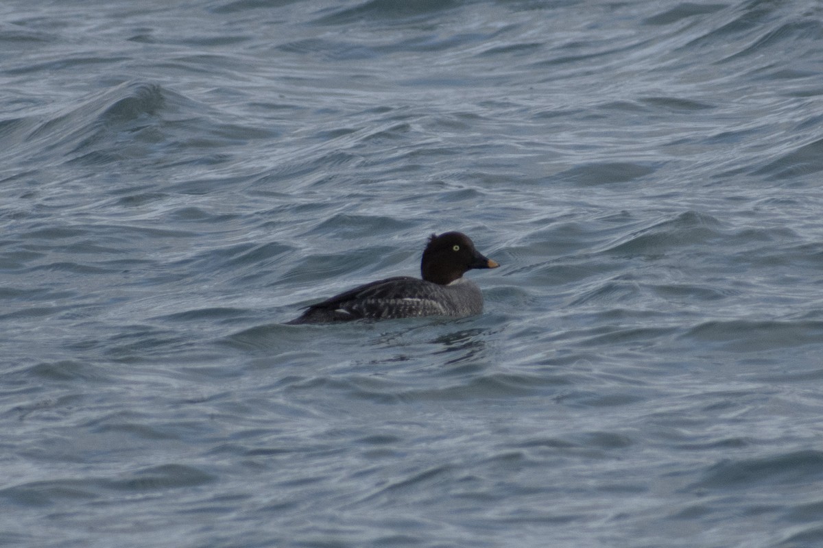 鵲鴨 - ML627332841