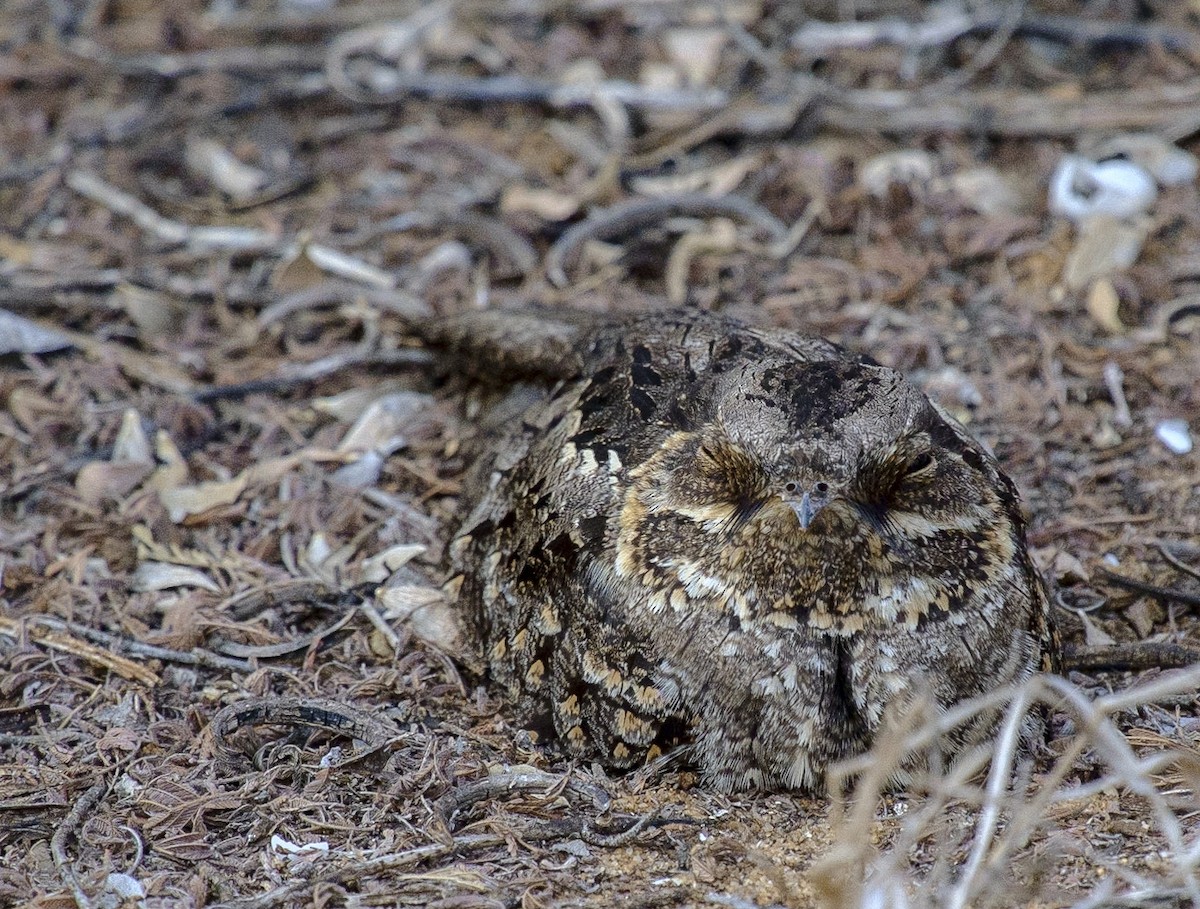 Madagascar Nightjar - ML627332874