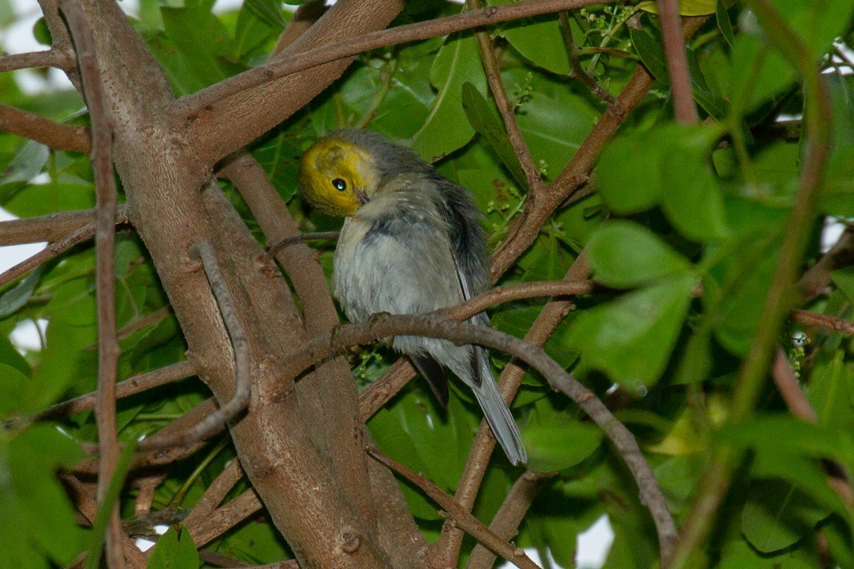 Hermit Warbler - ML627332939