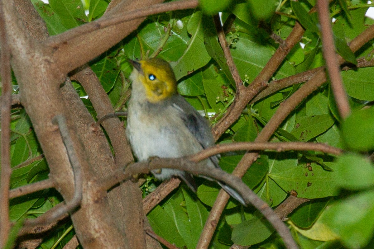 Hermit Warbler - ML627332941