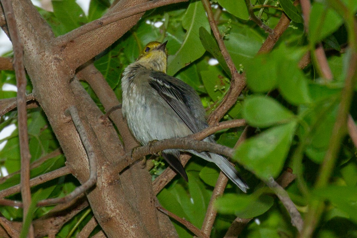 Hermit Warbler - ML627332942