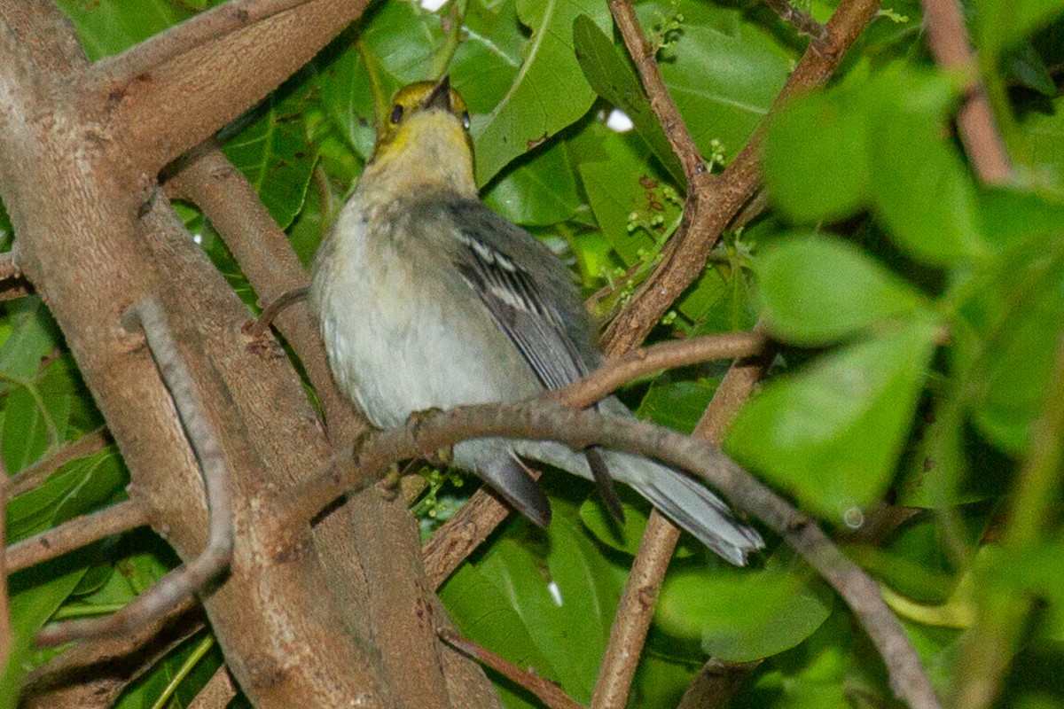 Hermit Warbler - ML627332943