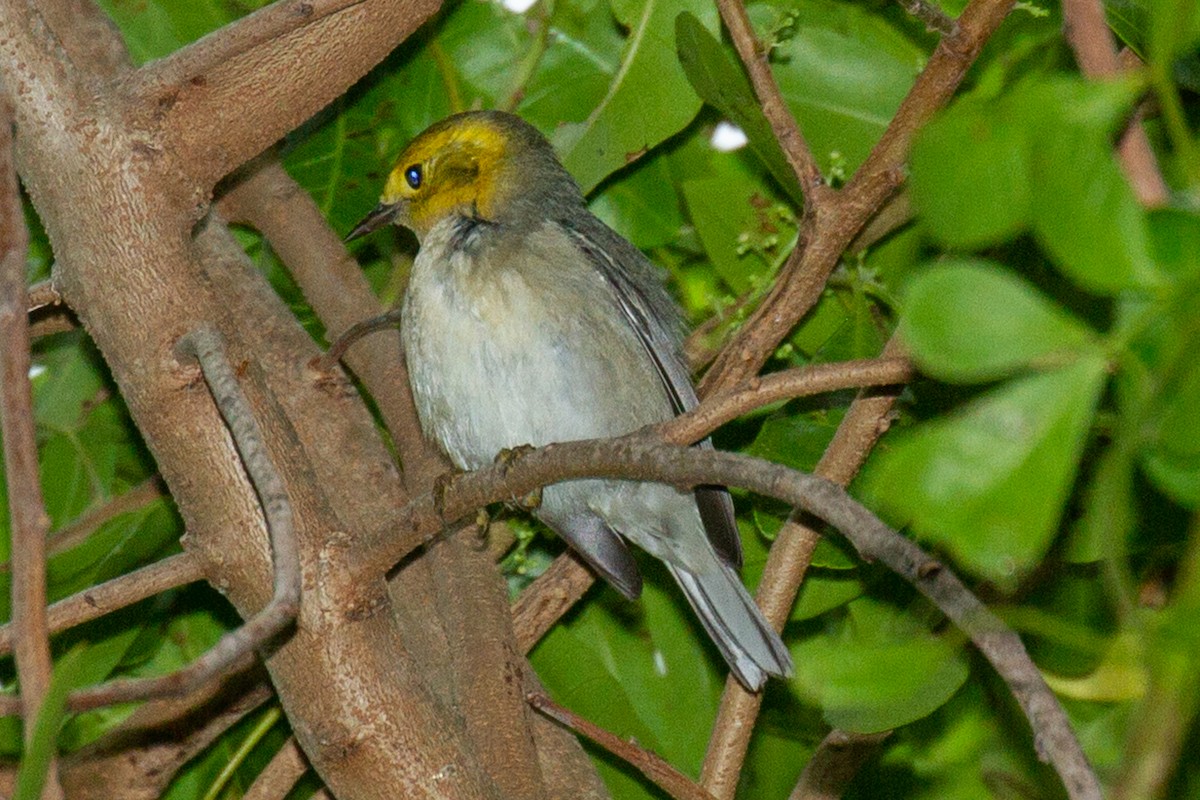 Hermit Warbler - ML627332944
