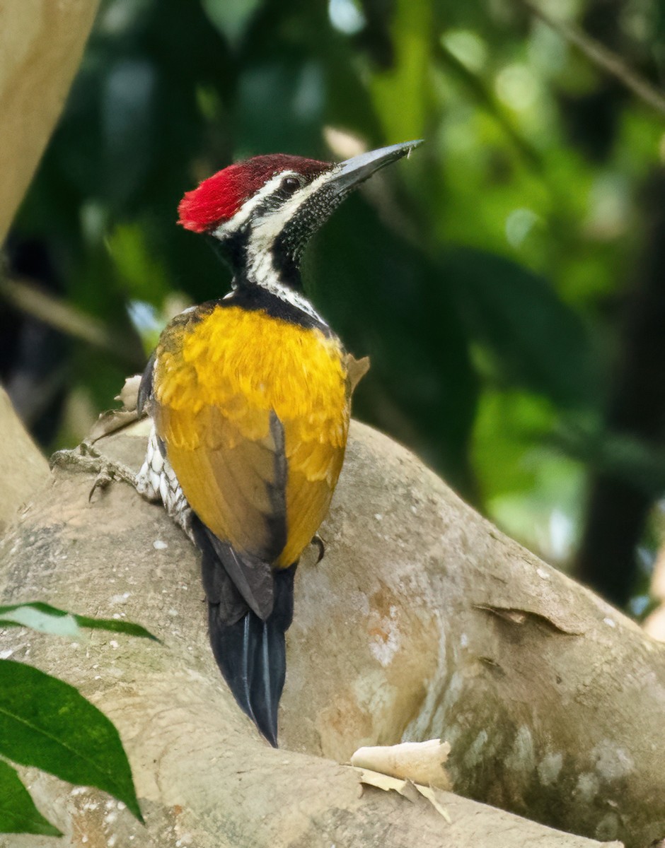 Black-rumped Flameback - ML627332947