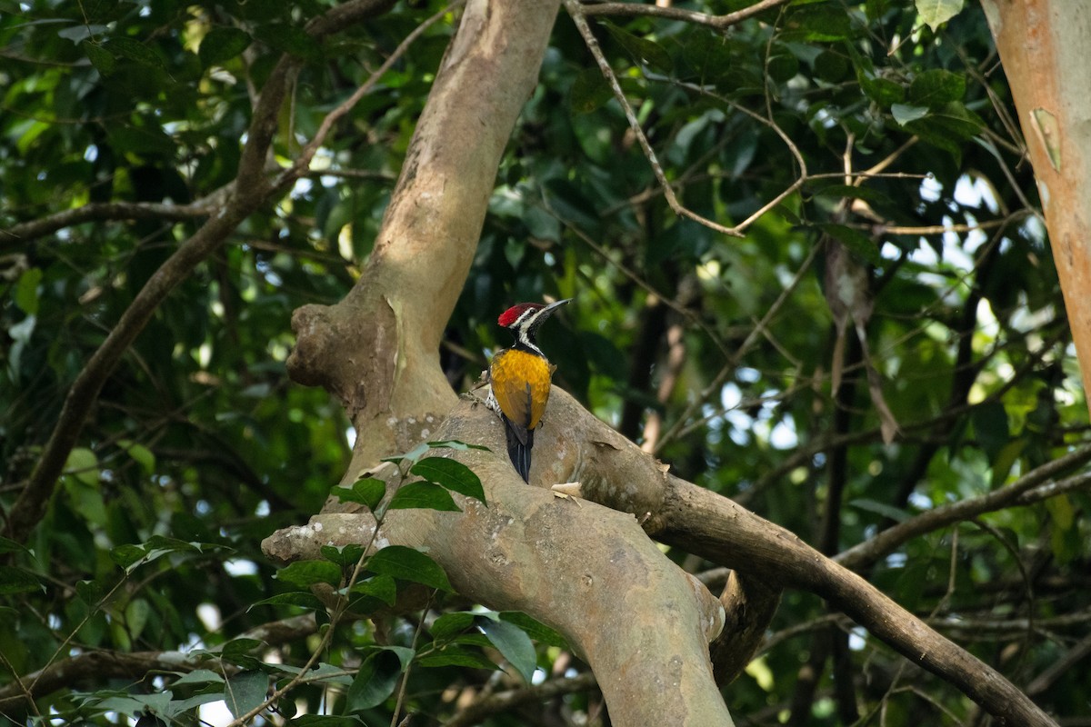 Black-rumped Flameback - ML627332949