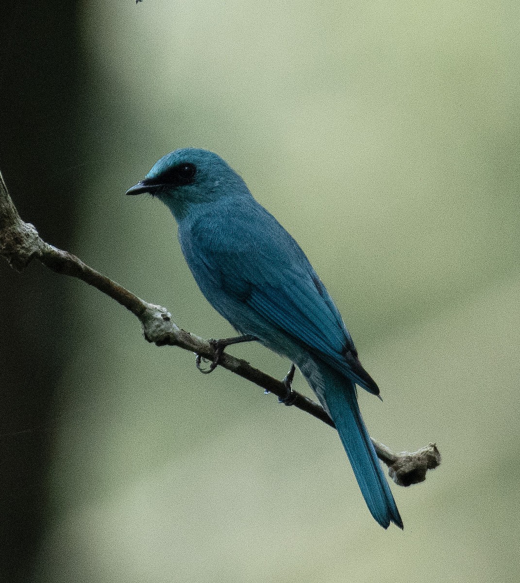 Verditer Flycatcher - ML627333067