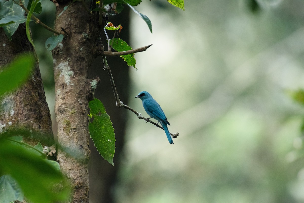 Verditer Flycatcher - ML627333068