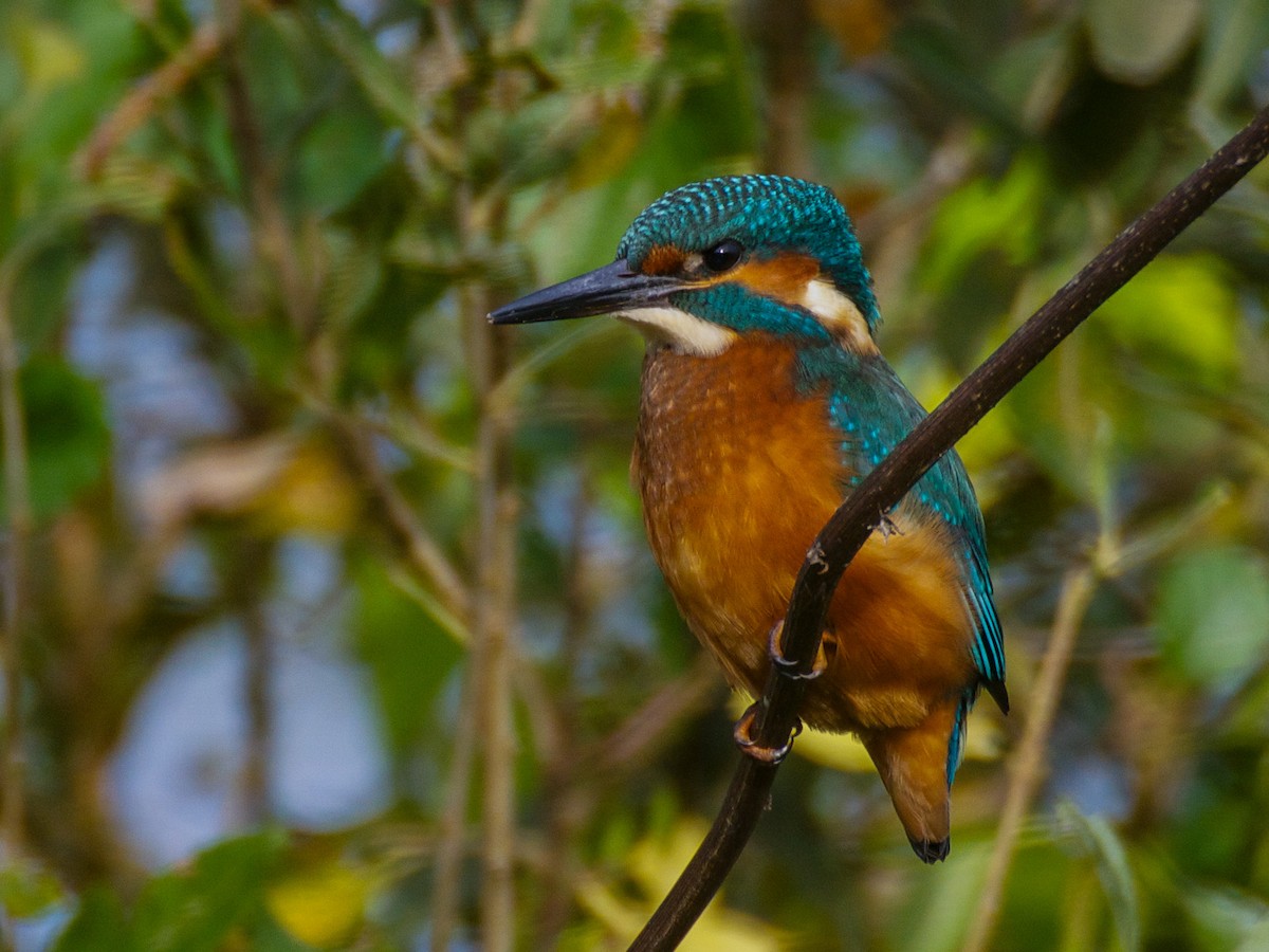 Martin-pêcheur d'Europe - ML627333087