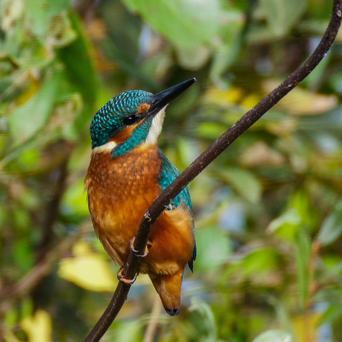 Martin-pêcheur d'Europe - ML627333088