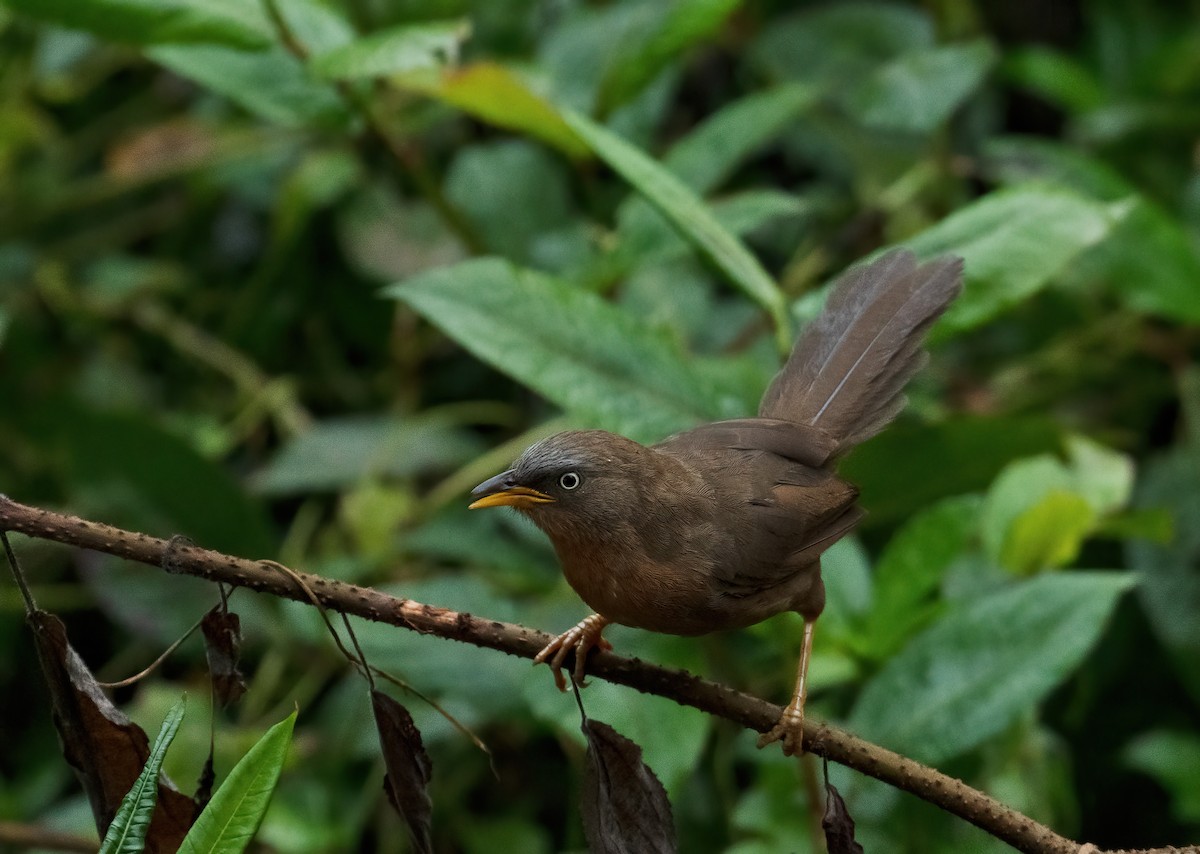 Rufous Babbler - ML627333112