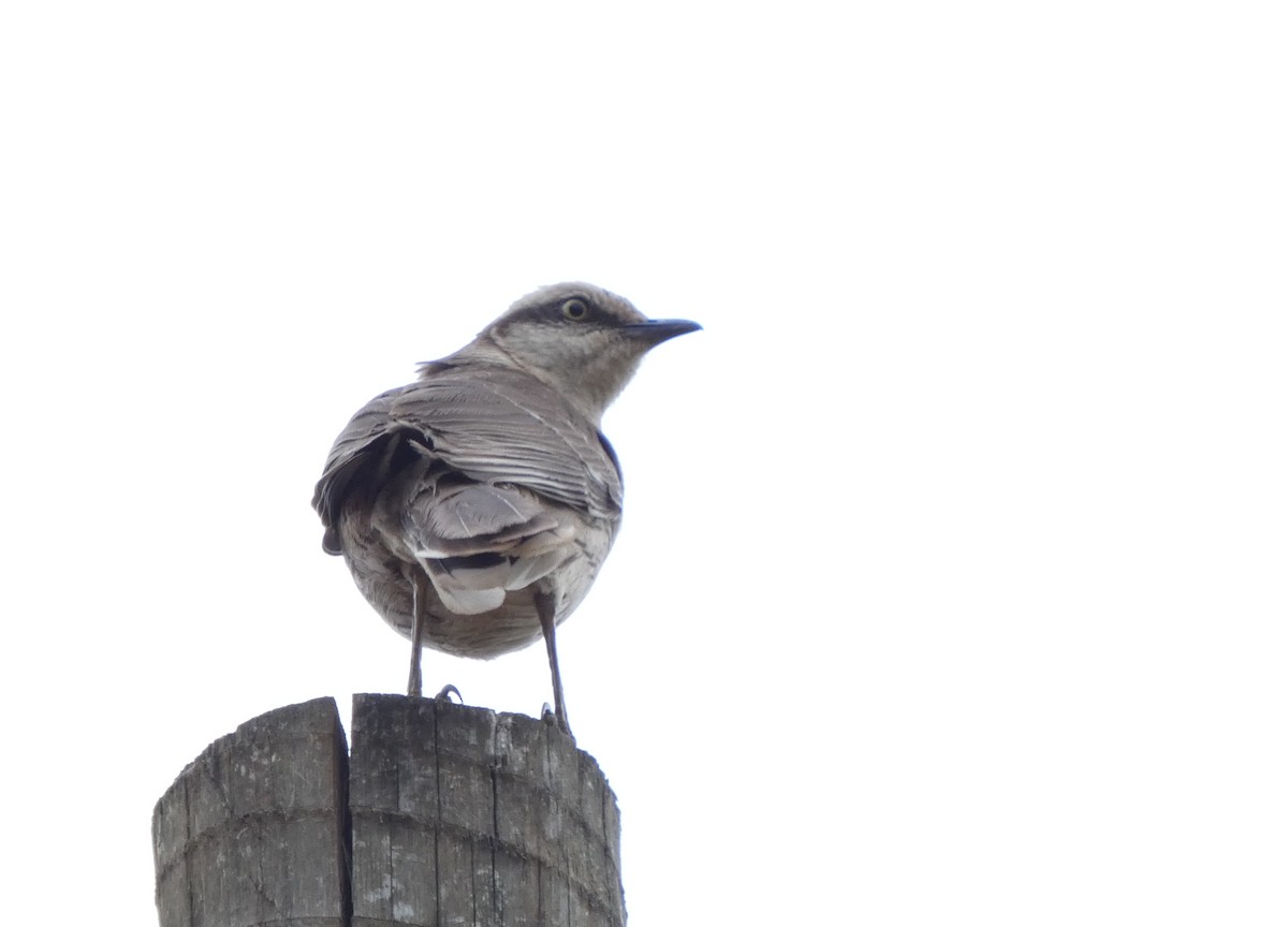 Chalk-browed Mockingbird - ML627333296