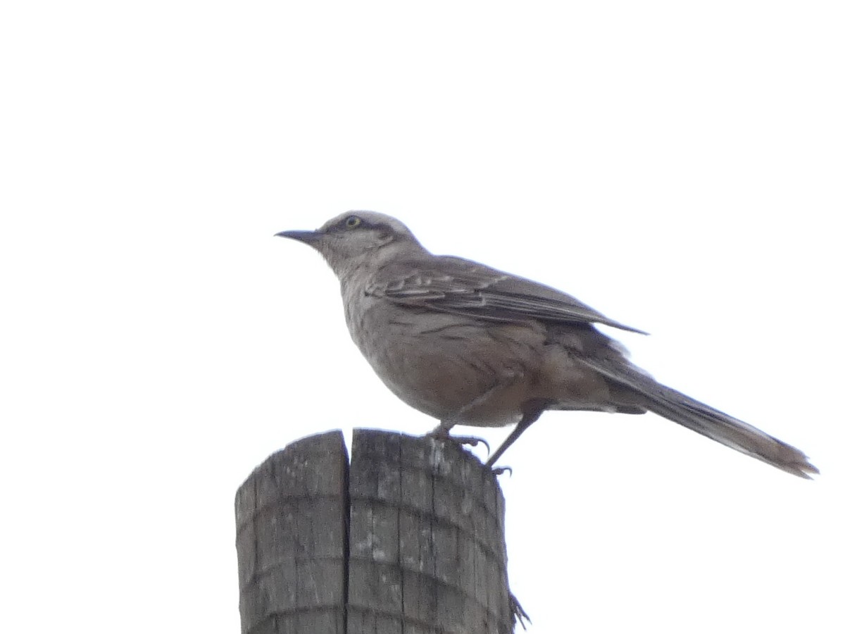 Chalk-browed Mockingbird - ML627333297