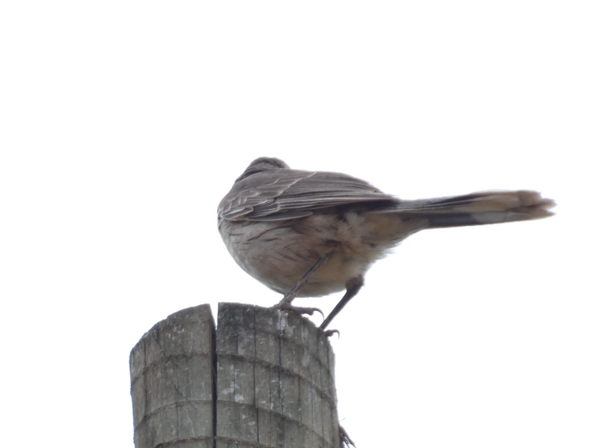 Chalk-browed Mockingbird - ML627333298