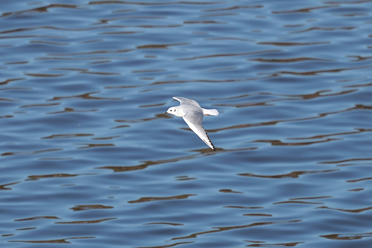 Bonaparte's Gull - ML627333324