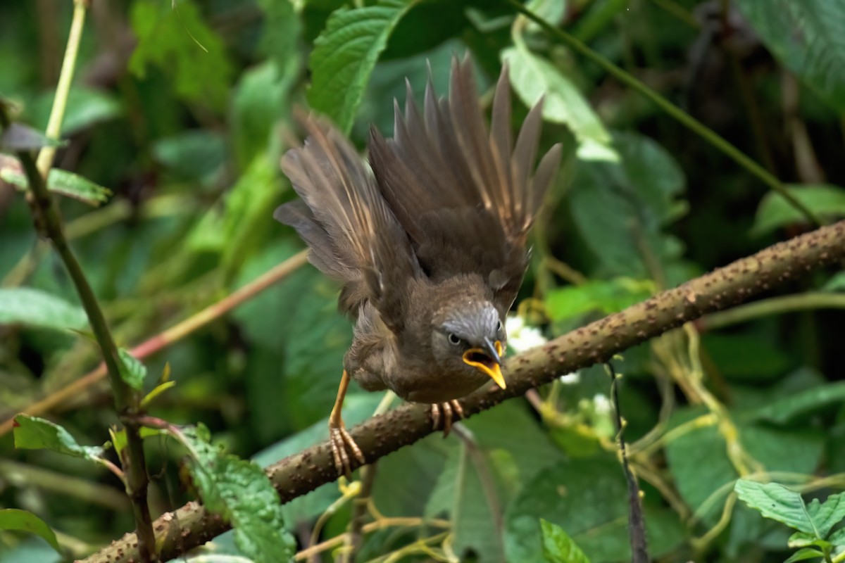 Rufous Babbler - ML627333336