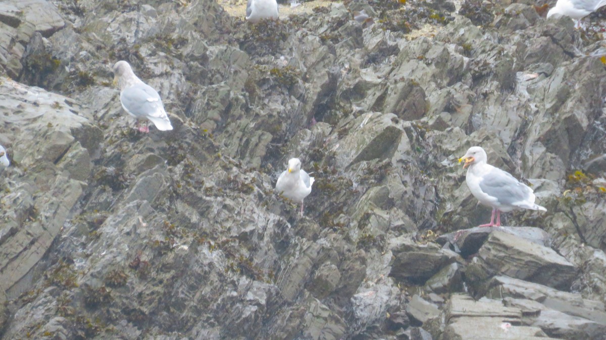 Glaucous-winged Gull - ML627333373