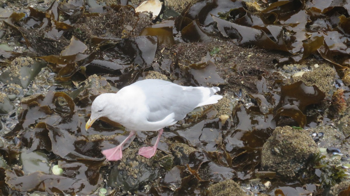 Glaucous-winged Gull - ML627333383