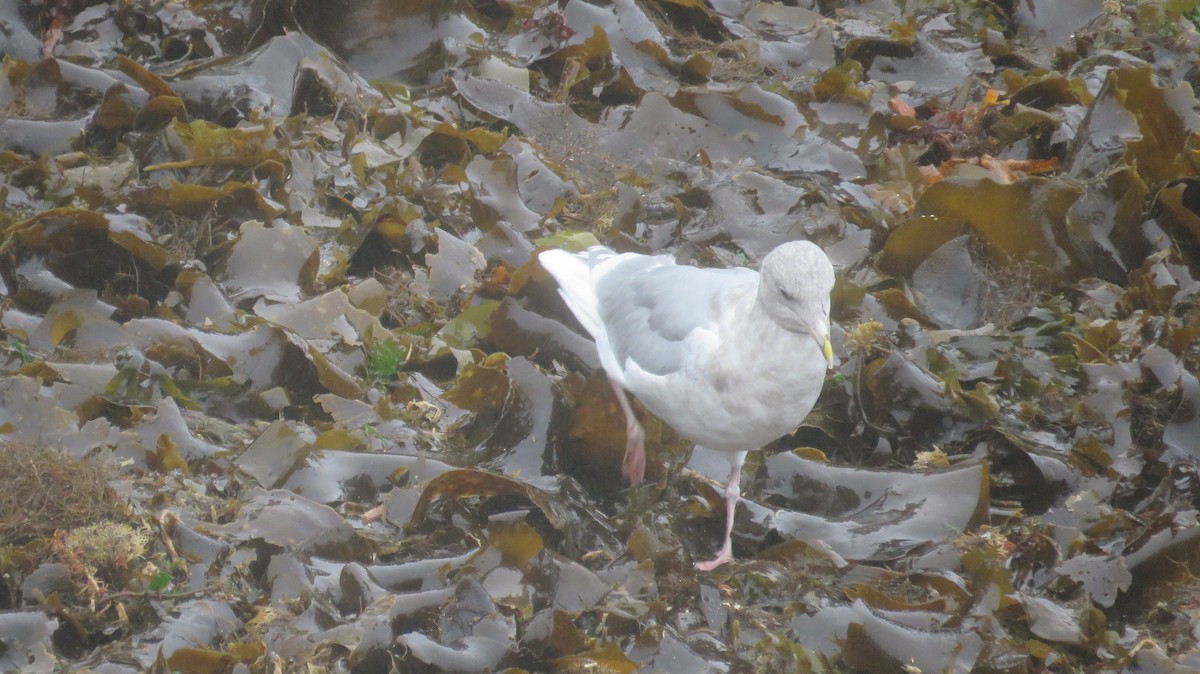 Glaucous-winged Gull - ML627333409