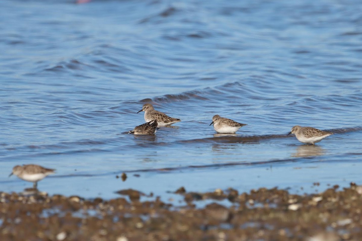 Least Sandpiper - ML627333418