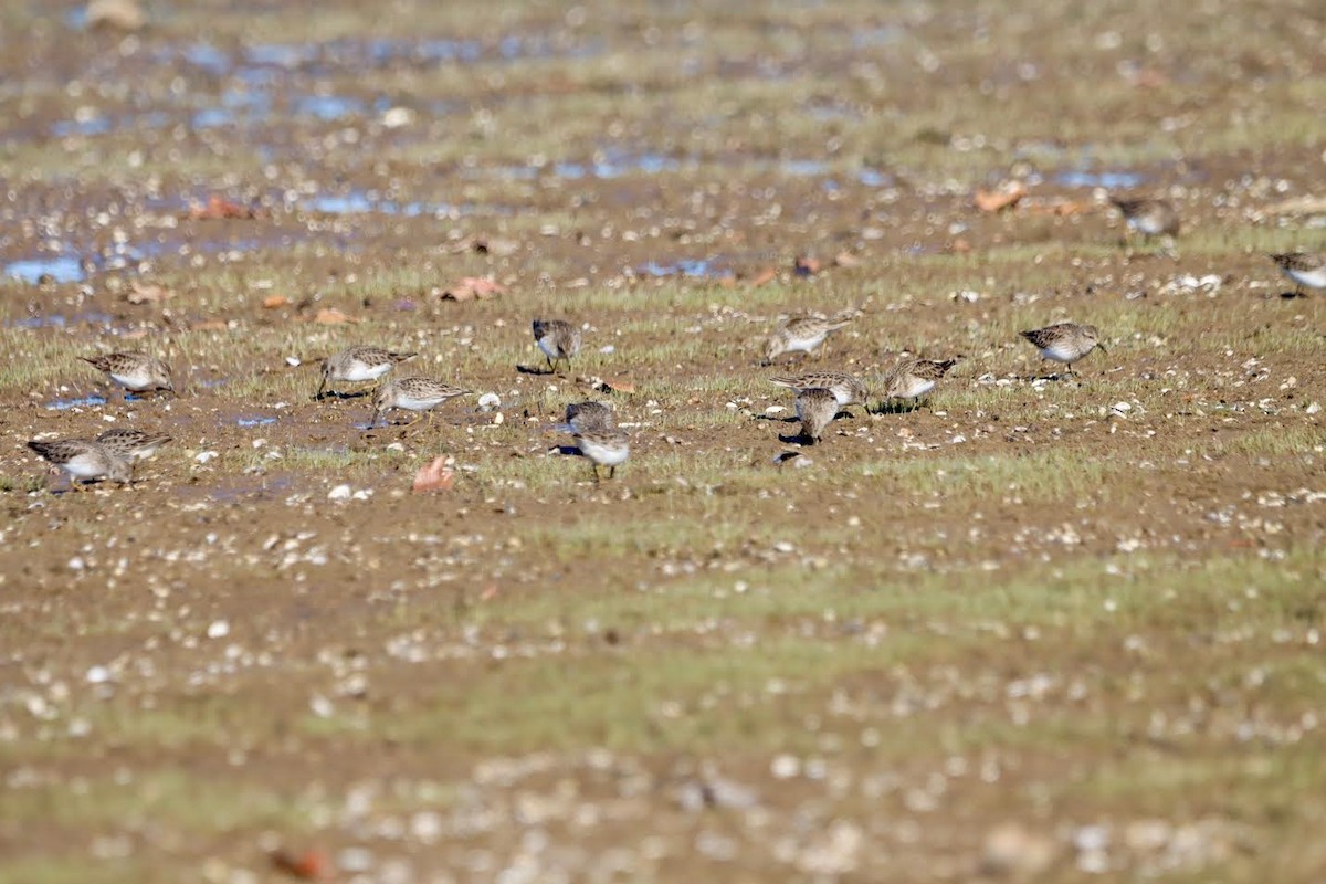 Least Sandpiper - ML627333428