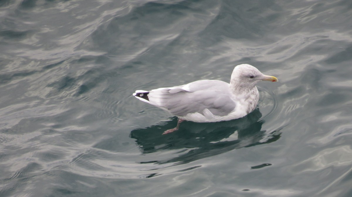 American Herring x Glaucous-winged Gull (hybrid) - ML627333447