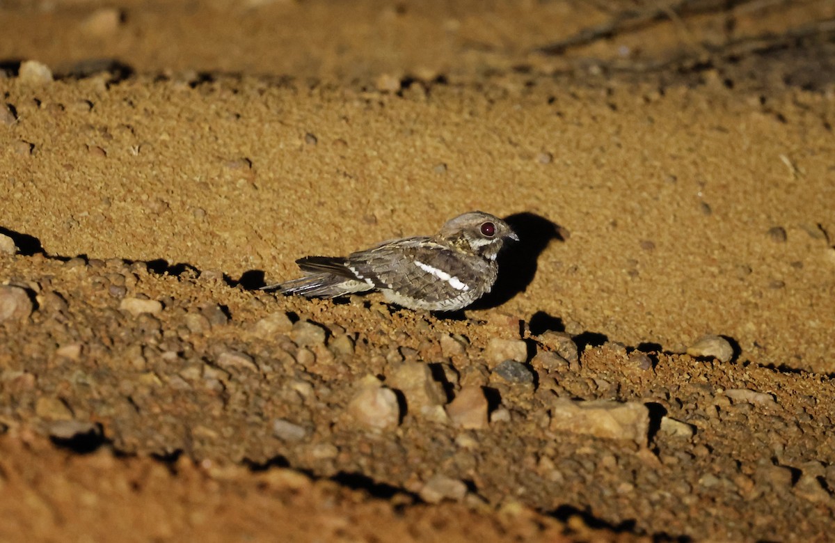 Long-tailed Nightjar - ML627333622